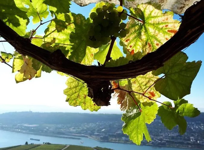 Апартаменты Rebenhaus Рюдесхайм-на-Рейне